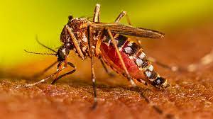 dengue in mp