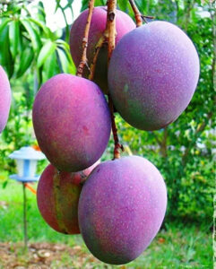 miyazaki mango