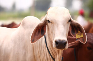 cow-mothers are the best